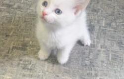 Продам: Котёнок от ангорской кошки в Екатеринбурге - объявление №118296
