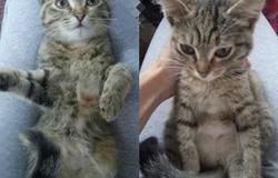 Продам: котята в Екатеринбурге - объявление №120659