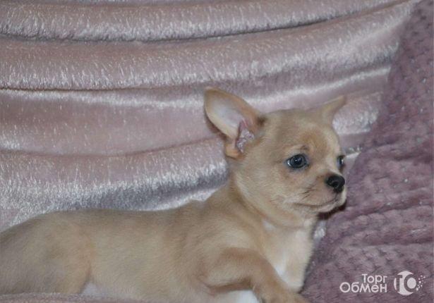 Чихуахуа новгород. Чихуахуа в новгороде. Купить чихуахуа в великом новгороде и области девочкк. Чихуахуа в новгороде. Супер мини чихуахуа рыжий с белыми.