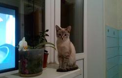 Подарю: Кот в Ульяновске - объявление №126295