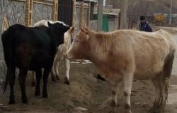 Продам: Срочно продаются коровы все вопросы по телефону в Черкесске - объявление №126894
