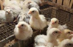 Продам: Продам  цыплят в Самаре - объявление №127280
