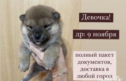 Сиба Ину (щенки) в Москве - объявление №1283494
