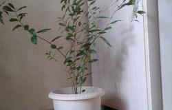 Продам: Продается комнатное растение в Уфе - объявление №128698