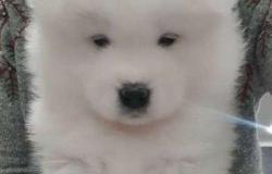 Самоедская лайка щенок девочка в Оренбурге - объявление №1289918