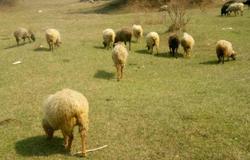 Продам: Продаю овец с егнятами  в Камызяке - объявление №129700