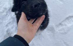 Отдам щенка ньюфандлена в Екатеринбурге - объявление №1297464