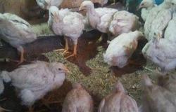 Продам: Цыплята бройлеров  в Белгороде - объявление №129812