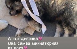 Щенки бесплатно в Нальчике - объявление №1301356