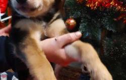 Собака в добрые руки щенок в Новочеркасске - объявление №1303193