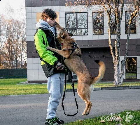 Солнечная собака Ириска ищет дом - Фото 3