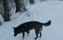Собака мерзнет на улице. Ищем ей дом в Томске - объявление №1314036