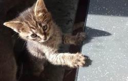 Продам: Продаются котята в Екатеринбурге - объявление №132522