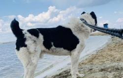 Среднеазиатская овчарка вязка в Курске - объявление №1326844