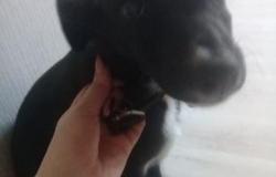 Собака в добрые руки щенок в Великом Новгороде - объявление №1330284