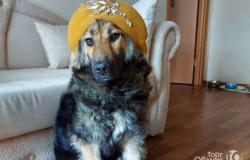 Собака 11 месяцев в добрые руки в Хабаровске - объявление №1335728