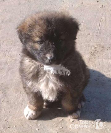 Авито Владикавказ Собаки Продажа