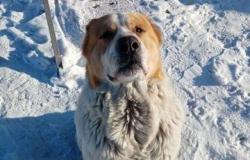Собака в добрые руки алабай в Улан-Удэ - объявление №1348495