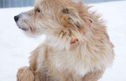 Маленькая собачка Джуля в Казани - объявление №1357383