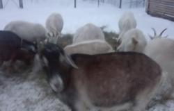 Продам: продам стадо коз  в Гатчине - объявление №1367491