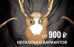 Рога Косули Козла на стену в Челябинске - объявление №1433315