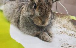 Продам: Продам домашнего кролика (самка) с клеткой в Кемерово - объявление №144015