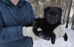 Собака в добрые руки щенок в Новосибирске - объявление №1445768