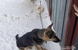 Собака в добрые руки овчарка в Оренбурге - объявление №1447668
