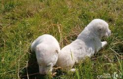 Средне азиатская овчарка Алабай сао в Сыктывкаре - объявление №1449312