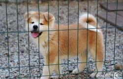 Акита японская щенки в Тюмени - объявление №1449988