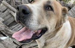 Собака в Махачкале - объявление №1457535