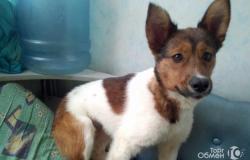 Помогите найти собаку в Перми - объявление №1466158