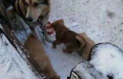 Собаки бесплатно в добрые руки щенки в Петрозаводске - объявление №1472350