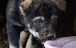 Собаки бесплатно в добрые руки щенки в Петропавловске-Камчатском - объявление №1476002
