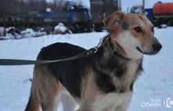 Ищет дом хороший пёс в Перми - объявление №1476566