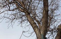 Предлагаю: Обрезка,спил,корчевание деревьев в Волгограде - объявление №147716