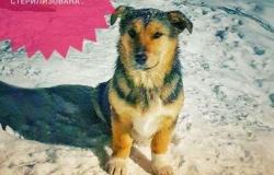 Собака в Ульяновске - объявление №1483505