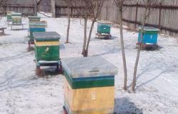 Продам: Продам пчелосемьи можно с10рамочными ульями. Медведевский район. в Йошкар-Оле - объявление №149523
