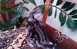 Продам: Шотландские котята в Воронеже - объявление №152486