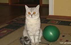 Предлагаю: Шотландский кот ждёт подруг для встреч в Омске - объявление №153694