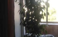 Подарю: Отдам даром в Сибае - объявление №154199