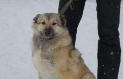 Собака в добрые руки в Курске - объявление №1544223