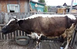 Продам: Продам корову  в Куйтуне - объявление №154561
