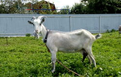 Продам: Продам дойную козу в Ряжске - объявление №154856