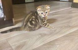 Продам: Продам котенка в Ульяновске - объявление №155094