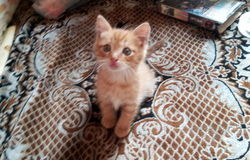 Подарю: Отдам в хорошие руки котят, рыжее счастье, от домашней кошки.  в Иркутске - объявление №155788