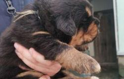 Тибетский мастиф щенок в Волгограде - объявление №1563132