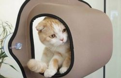Продам: Продам закрытый туалет и лежак для котёнка в Южно-Сахалинске - объявление №156433