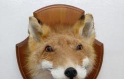 Чучело голова лисы в Йошкар-Оле - объявление №1564622