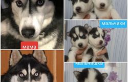 Продам: Продаются щенки хаски в Архангельске - объявление №157017